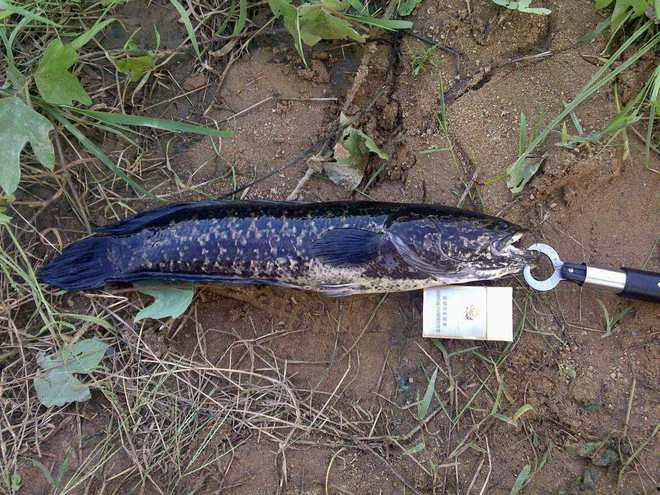 有网友爆料黑鱼仔吗视频,黑鱼仔吗视频引发热议